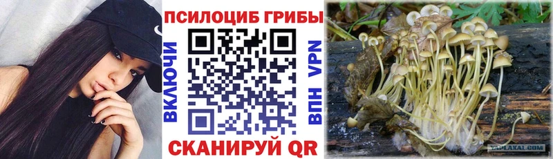 Купить Тулун Галлюциногенные грибы Cubensis